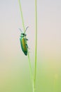 Green cantharid Royalty Free Stock Photo