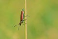 Green cantharid Royalty Free Stock Photo