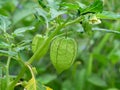 Green cape gooseberry on tree Royalty Free Stock Photo