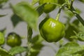 Green Capsicum baby peppers on plant