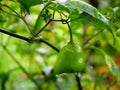 Green Capsicum - Bell Pepper - Grown in Spice Plantation Royalty Free Stock Photo