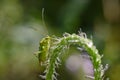 Green capsid bug macro photography