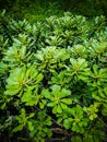 Green captus plants leaf tree Royalty Free Stock Photo
