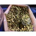 Green cardamom ilaichi in plastic bag polythene with measuring glass