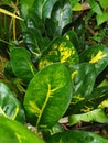 Green cardamom with its fresh wet leaves Royalty Free Stock Photo