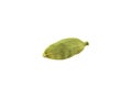 Green cardamom pod isolated on white background with copy space for text or images. Spices, food, cooking concept. Close Royalty Free Stock Photo