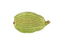 Green cardamom pod isolated on white background. Macro image, selective focus Royalty Free Stock Photo