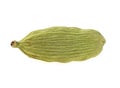 Green cardamom pod isolated on white background. Macro image, selective focus Royalty Free Stock Photo