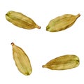 Green cardamom seeds isolated on white background