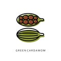 Green Cardamon spice vector illustration isolated on white background. Cardamom seeds and pods Royalty Free Stock Photo