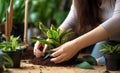 Green care Woman transplanting sansevieria into a new pot at home