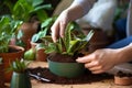 Green care Woman transplanting sansevieria into a new pot at home