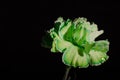 Green Carnation on Black Background Horizontal