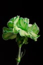 Green Carnation on Black Background Verticle