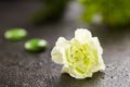 Green Carnation Flower