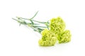 green carnation flower