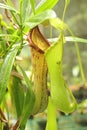 Green carnivorous plant Nepenthes maxima Royalty Free Stock Photo