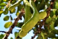 Green carob fruit hanging in ceratonia siliqua tree Royalty Free Stock Photo