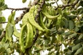 Green carob fruit hanging in ceratonia siliqua tree Royalty Free Stock Photo