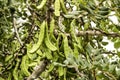 Green carob fruit hanging in ceratonia siliqua tree Royalty Free Stock Photo