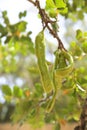 Green carob fruit hanging in ceratonia siliqua tree Royalty Free Stock Photo