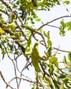 Green carob fruit hanging in ceratonia siliqua tree Royalty Free Stock Photo