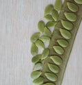 Green Carob Pods on wooden background. Ceratonia siliqua. John Bread.