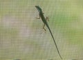 Green Carolina Anole Lizard on Screen Royalty Free Stock Photo