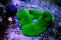 Green Carpet Anemone - Stichodactyla gigantea