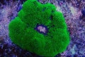 Green Carpet Anemone - Stichodactyla gigantea