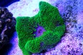 Green Carpet Anemone - Stichodactyla gigantea