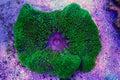 Green Carpet Anemone - Stichodactyla gigantea