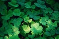 Green carpet of bright clover leaves Royalty Free Stock Photo
