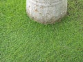 Green carpet of clover around trunk Royalty Free Stock Photo