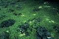 Green Carpet of Floating Pond Plants