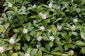 Green Carpet Japanese Spurge 813062