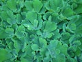 Green carpet of water lettuce