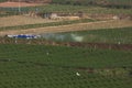 Green carrot fields planted in a row, irrigated using sprinkler system in Ooty, India.