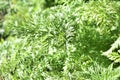 Green carrot grass in the garden close up