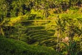 Green cascade rice field plantation at Tegalalang terrace. Bali, Indonesia Royalty Free Stock Photo