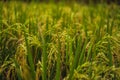 Green cascade rice field plantation at Tegalalang terrace. Bali, Indonesia Royalty Free Stock Photo