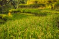 Green cascade rice field plantation at Tegalalang terrace. Bali, Indonesia Royalty Free Stock Photo