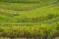 Green cascade rice field plantation at Tegalalang terrace. Bali, Indonesia Royalty Free Stock Photo