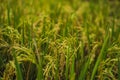 Green cascade rice field plantation at Tegalalang terrace. Bali, Indonesia Royalty Free Stock Photo