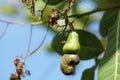 Background of green fruit of cashew tree. Scientific name is Anacardium occidentale Royalty Free Stock Photo