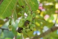 Background of green fruit of cashew tree. Scientific name is Anacardium occidentale Royalty Free Stock Photo