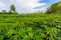 Green cassava field