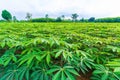 Green cassava field