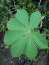 Green Cassava leaf