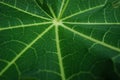 green cassava leave close up